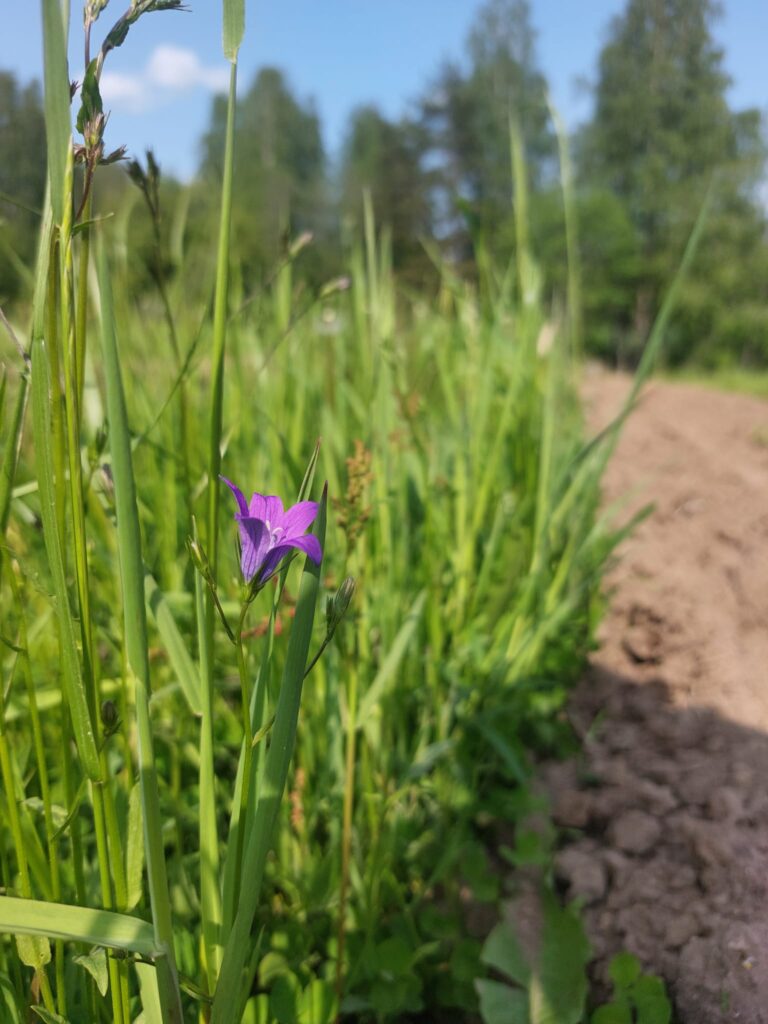Kasvioretki luonnon ja viljelyn rajapinnassa – Meimäen pikkutila, Etelä-Karjala