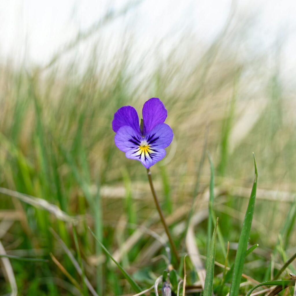 vibrant purple viola flower amidst green grass